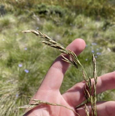 Hookerochloa hookeriana (Hooker's Fescue) at Namadgi National Park - 19 Feb 2023 by Tapirlord