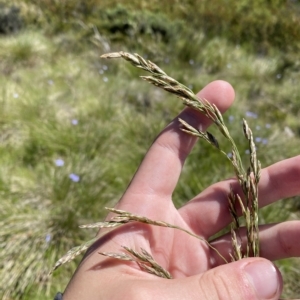 Hookerochloa hookeriana at Cotter River, ACT - 19 Feb 2023