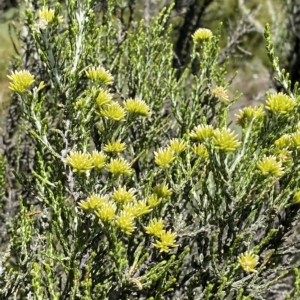 Ozothamnus cupressoides at Cotter River, ACT - 19 Feb 2023