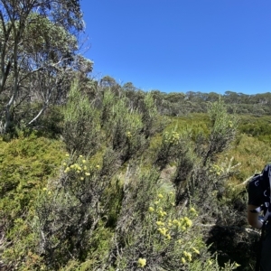 Ozothamnus cupressoides at Cotter River, ACT - 19 Feb 2023