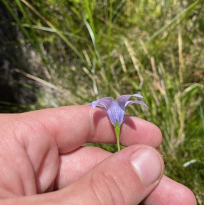 Wahlenbergia ceracea (Waxy Bluebell) at Namadgi National Park - 19 Feb 2023 by Tapirlord