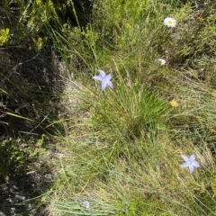 Wahlenbergia ceracea at Cotter River, ACT - 19 Feb 2023