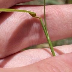 Anthosachne scabra (Common Wheat-grass) at Namadgi National Park - 19 Feb 2023 by Tapirlord