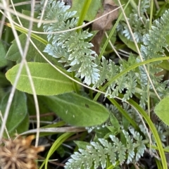 Oreomyrrhis argentea (Silver Carraway) at Namadgi National Park - 19 Feb 2023 by Tapirlord