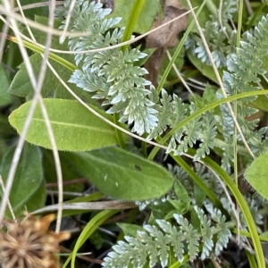 Oreomyrrhis argentea at Cotter River, ACT - 19 Feb 2023