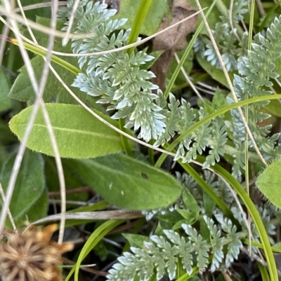 Oreomyrrhis argentea (Silver Carraway) at Cotter River, ACT - 19 Feb 2023 by Tapirlord