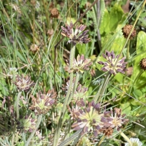 Oreomyrrhis argentea at Cotter River, ACT - 19 Feb 2023