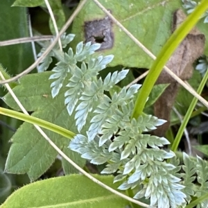 Oreomyrrhis argentea at Cotter River, ACT - 19 Feb 2023