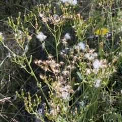 Senecio gunnii (Mountains Fireweed) at Cotter River, ACT - 19 Feb 2023 by Tapirlord