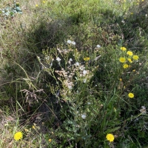 Senecio gunnii at Cotter River, ACT - 19 Feb 2023