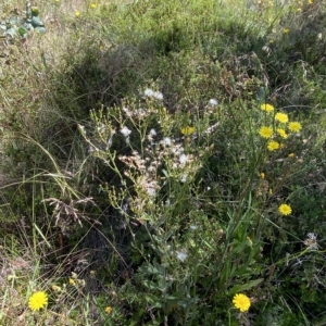 Senecio gunnii at Cotter River, ACT - 19 Feb 2023 02:06 PM