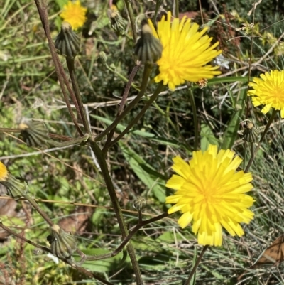 Picris angustifolia subsp. merxmuelleri at Namadgi National Park - 19 Feb 2023 by Tapirlord