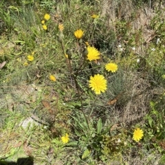 Picris angustifolia subsp. merxmuelleri at Cotter River, ACT - 19 Feb 2023