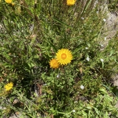 Xerochrysum subundulatum (Alpine Everlasting) at Namadgi National Park - 19 Feb 2023 by Tapirlord
