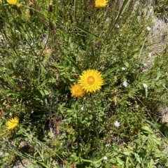 Xerochrysum subundulatum (Alpine Everlasting) at Cotter River, ACT - 19 Feb 2023 by Tapirlord