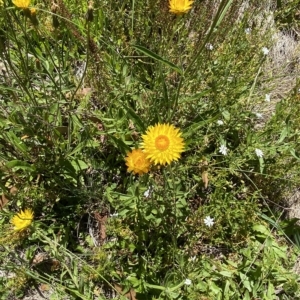 Xerochrysum subundulatum at Cotter River, ACT - 19 Feb 2023