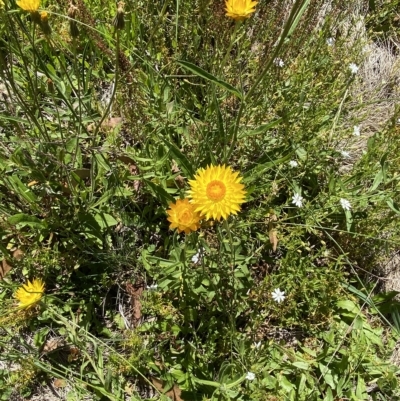 Xerochrysum subundulatum (Alpine Everlasting) at Namadgi National Park - 19 Feb 2023 by Tapirlord