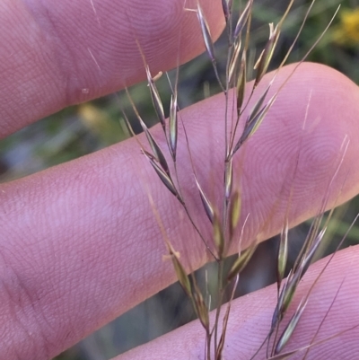 Dichelachne (genus) (Plume Grasses) at Cotter River, ACT - 19 Feb 2023 by Tapirlord