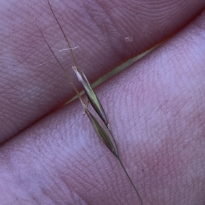 Dichelachne sp. at Cotter River, ACT - 19 Feb 2023