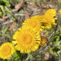 Podolepis robusta (Alpine Podolepis) at Brindabella, NSW - 19 Feb 2023 by Tapirlord