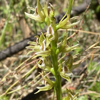 Prasophyllum montanum (Brindabella leek orchid) at Namadgi National Park - 19 Feb 2023 by Tapirlord