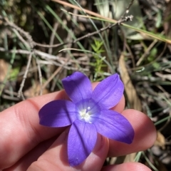 Wahlenbergia gloriosa (Royal Bluebell) at Cotter River, ACT - 19 Feb 2023 by Tapirlord