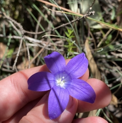 Wahlenbergia gloriosa (Royal Bluebell) at Namadgi National Park - 19 Feb 2023 by Tapirlord