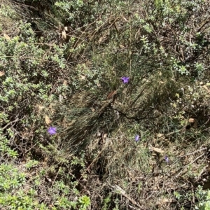 Wahlenbergia gloriosa at Cotter River, ACT - 19 Feb 2023