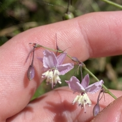 Arthropodium milleflorum (Vanilla Lily) at Cotter River, ACT - 19 Feb 2023 by Tapirlord