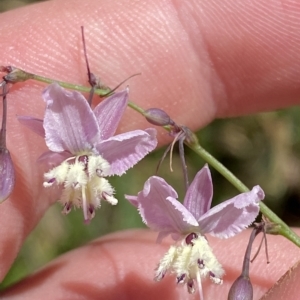 Arthropodium milleflorum at Cotter River, ACT - 19 Feb 2023 12:15 PM