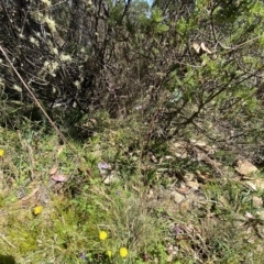 Arthropodium milleflorum at Cotter River, ACT - 19 Feb 2023 12:15 PM