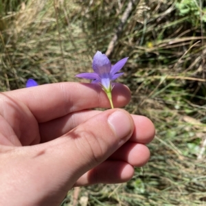 Wahlenbergia stricta subsp. stricta at Cotter River, ACT - 19 Feb 2023 12:14 PM