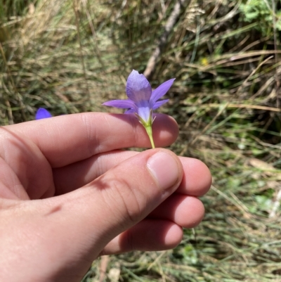 Wahlenbergia stricta subsp. stricta (Tall Bluebell) at Bimberi Nature Reserve - 19 Feb 2023 by Tapirlord