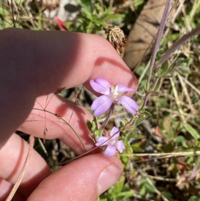 Epilobium billardiereanum subsp. hydrophilum at Namadgi National Park - 19 Feb 2023 by Tapirlord