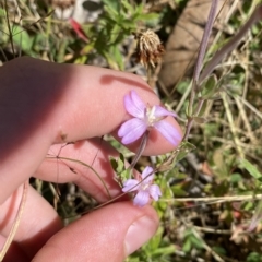 Epilobium billardiereanum subsp. hydrophilum at Cotter River, ACT - 19 Feb 2023