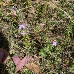 Epilobium billardiereanum subsp. hydrophilum at Cotter River, ACT - 19 Feb 2023