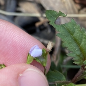 Veronica grosseserrata at Uriarra Village, ACT - 19 Feb 2023 11:08 AM