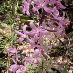 Dipodium roseum (Rosy Hyacinth Orchid) at Namadgi National Park - 19 Feb 2023 by Tapirlord
