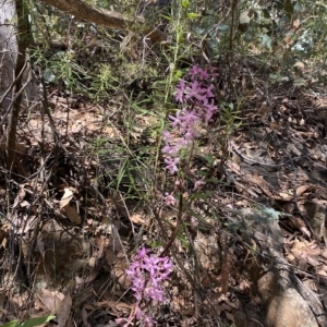 Dipodium roseum at Cotter River, ACT - 19 Feb 2023