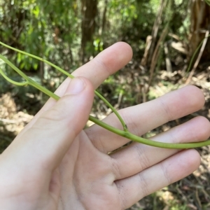 Cassytha melantha at Cotter River, ACT - 19 Feb 2023 11:04 AM