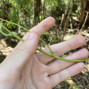 Cassytha melantha at Cotter River, ACT - 19 Feb 2023 11:04 AM