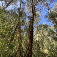 Cassytha melantha at Cotter River, ACT - 19 Feb 2023 11:04 AM