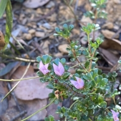 Boronia algida (Alpine Boronia) at Cotter River, ACT - 18 Feb 2023 by Tapirlord