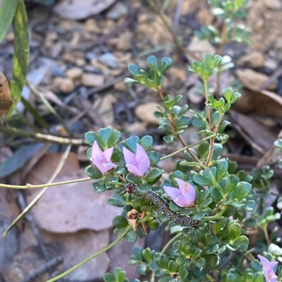 Boronia algida (Alpine Boronia) at Namadgi National Park - 18 Feb 2023 by Tapirlord