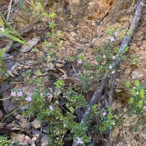 Boronia algida at Cotter River, ACT - 19 Feb 2023