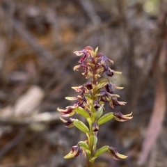 Corunastylis ectopa (Brindabella midge orchid) at Namadgi National Park - 18 Feb 2023 by Tapirlord