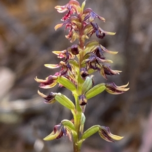 Corunastylis ectopa at suppressed - suppressed