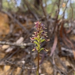 Corunastylis ectopa at suppressed - suppressed