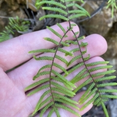 Gleichenia microphylla (Scrambling Coral Fern) at Namadgi National Park - 18 Feb 2023 by Tapirlord