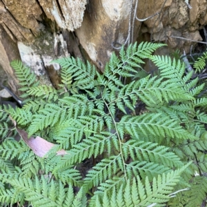 Calochlaena dubia at Uriarra Village, ACT - 19 Feb 2023